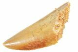 Serrated Raptor Tooth - Real Dinosaur Tooth #364720-1